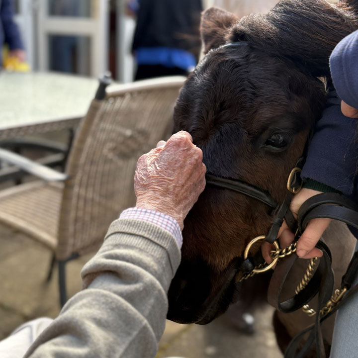 Digby The Shetland Pony Pays A Visit To The Anchorage